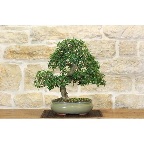 Bonsai di Phillyrea (32) (1/5)