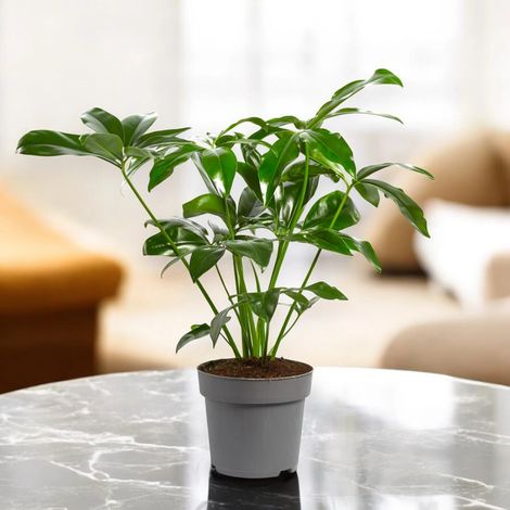 Gardenaria Philodendron 'Fun bun' Green wonder - Pianta da interno ornamentale - Altezza: 65 cm (vaso 17)