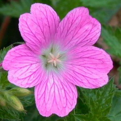 4 x Géranium vivace 'Claridge Druce' - godet 9x9 cm (1/4)
