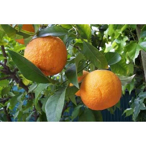 Citrus aurantium 3 talee/cuttings  medicinal / marmalade