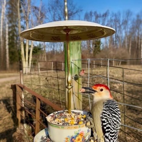 Mangeoire à oiseaux en forme de tasse pour une fête du thé créative -- Mangeoire à oiseaux en forme de tasse - B --
