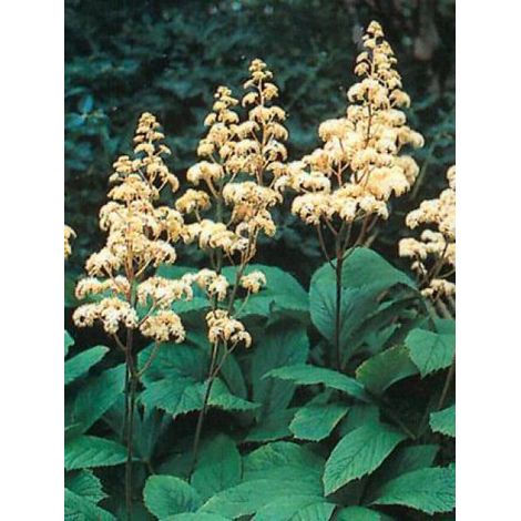 Rodgersia à feuilles de sureau Godet de 8/9 cm (1/3)