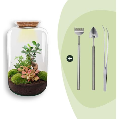 Kit Terrarium DIY avec Éclairage Écosystème Autonome Ficus Ginseng et Outils H 43 cm - PANGIVO (1/3)