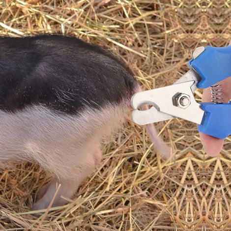 Hochwertige Schweineschwanzzange mit scharfer Schneidefunktion, Viehzuchtausrüstung (1/5)