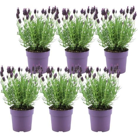 Lavande Papillon Lavandula stoechas Anouk Fleurs Violettes pour Jardin et Terrasse Lot de 6 - PANGIVO (1/4)