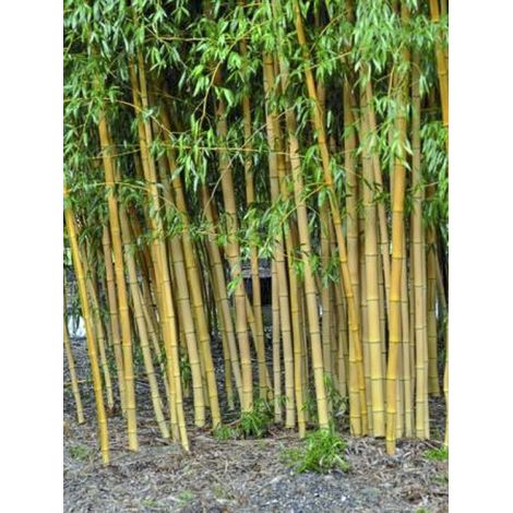 Bambou doré 'Holochrysa' Pot de 12L/15L (1/2)