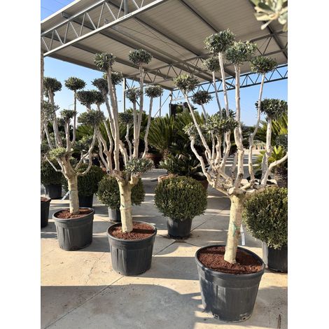 OLEA EUROPAEA ALB.60 PALCHI CIPRESSINO CRF.35/45