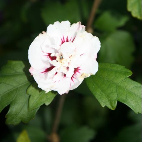 Mauve en arbre  - Hibiscus syriacus 'Speciosus'  - 40-60 cm pot