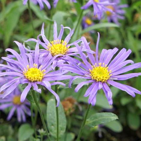 4 x Œil de Christ  - Aster 'Blue King'  - godet 9x9 cm
