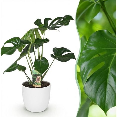 Monstera Deliciosa Plante à trous Plante d'intérieur avec Pot Blanc 21 cm Hauteur 70-80 cm - PANGIVO (1/5)