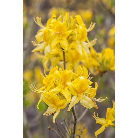Sommergrüne Azalee 'Golden Sunset' Rhododendron lut.'Golden Sunset' C 5 40- 50