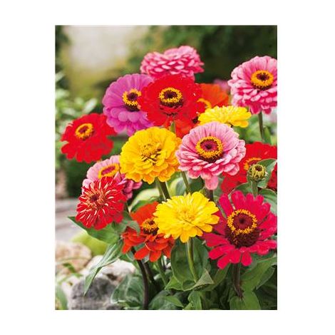 ZINNIA GEANT DE CALIFORNIE - 2 G
