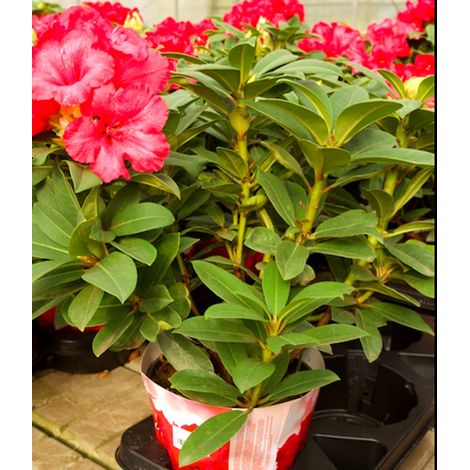 Planta Natural de Rhododendro en Maceta M19
