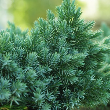 Genévrier écailleux Tropical Blue - Juniperus squamata Tropical Blue 20/30cm Pot 2,5L (1/4)