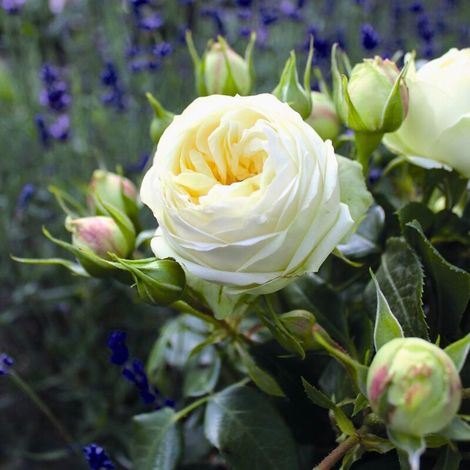 Gardenaria Rosa 'Wedding Piano' - Rosa da giardino - Altezza: 40/50 cm (vaso20) (1/3)
