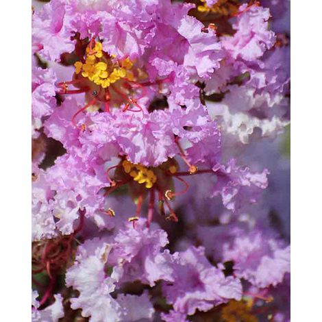 LAGERSTROEMIA INDICA SHELL PINK VASO 18CM