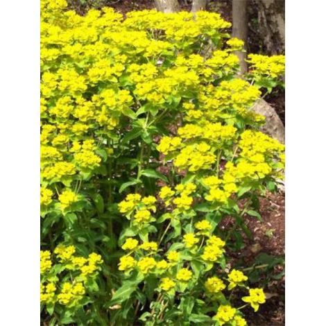 Euphorbe wallichii Godet de 8/9 cm (1/2)