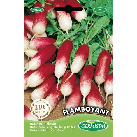 graines Radis demi-long FLAMBOYANT (1/2)