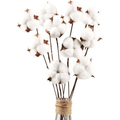 10 Fleurs de Coton Séchées Naturelles Tiges Décoratives pour Composition Florale Maison Balcon Table