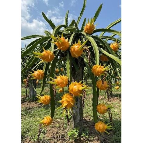 1 cutting - dragon fruit (pitaya