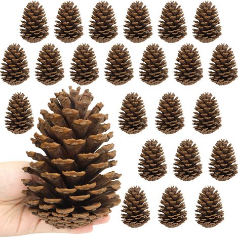 24 pièce Gros Pommes pin 11 14cm Pomme pin Naturel Pomme Noel l artisanat Sapin Noël Table Remplissage Vase Ornements jardin (1/5)
