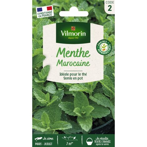 Vilmorin – Menthe marocaine – Graines d'aromates vivaces – Parfum suave pour thé à la menthe – Feuilles vertes légèrement gaufrées