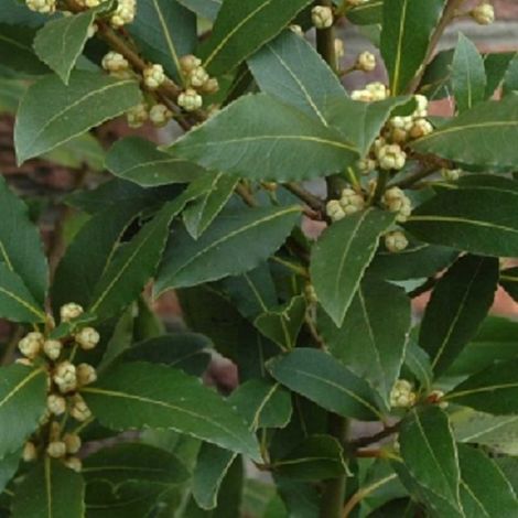 4 x Laurier noble - Laurus nobilis  - godet 9x9 cm