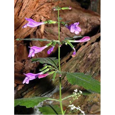 Calament à grandes fleurs Godet de 8/9 cm (1/5)