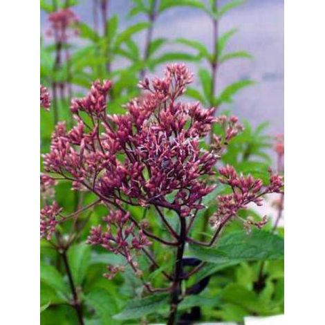 Eupatoire maculée 'Atropurpureum' Godet de 8/9 cm (1/5)