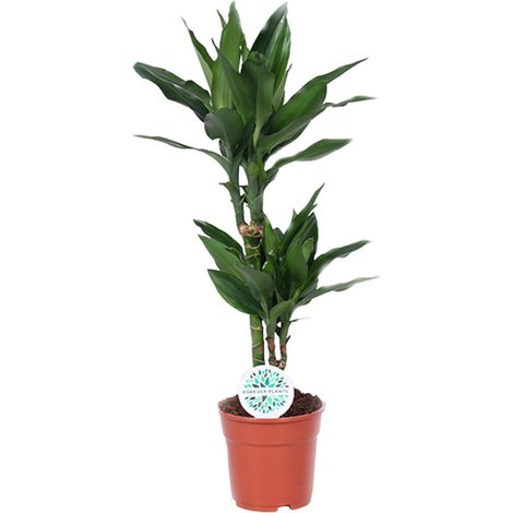 Dracaena Janet Lind - Plante d'Intérieur Purificatrice d'Air - Dragonnier Vert Ø17 cm H70 cm - PANGIVO (1/4)