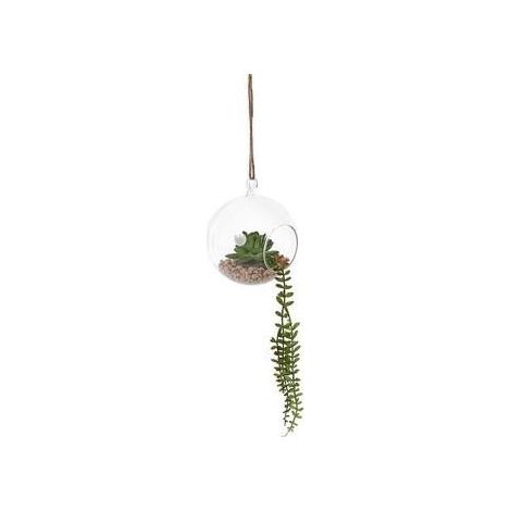 Plante grasse dans boule en verre à suspendre, diam. 12x12 cm (lot de 5)