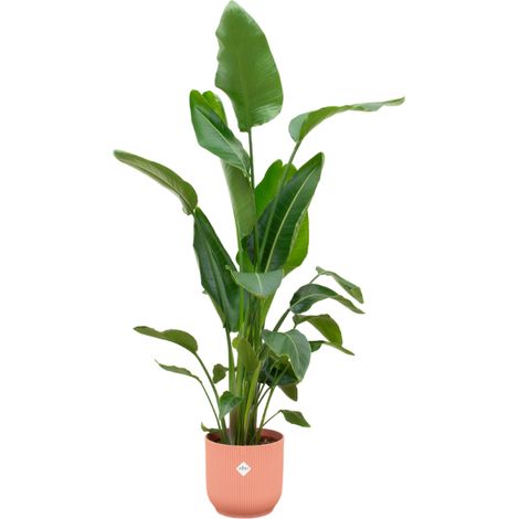Strelitzia Nicolai Oiseau de Paradis Géant avec Pot Fold Round Rose Ø30 cm - 160 cm - PANGIVO