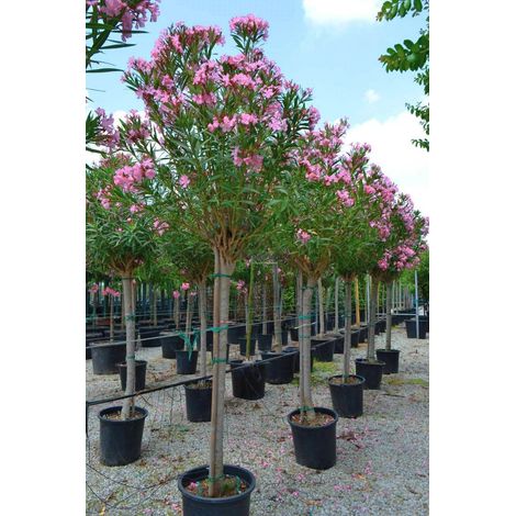Oleandro ad alberello "Nerium oleander" pianta in mastello ø45 circonf. 15/18 cm COLORI CASUALI