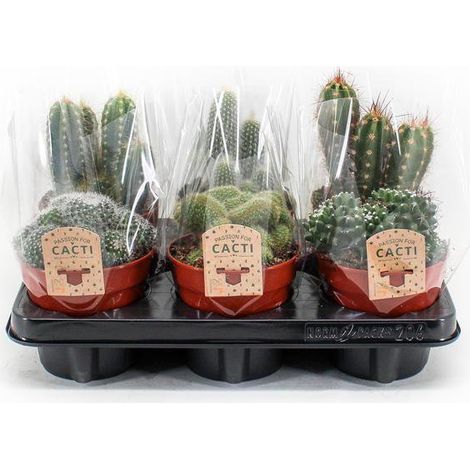 Cactus mix P12 - Collection de 6 cactus décoratifs - pot 12 cm - hauteur 20 cm - PANGIVO