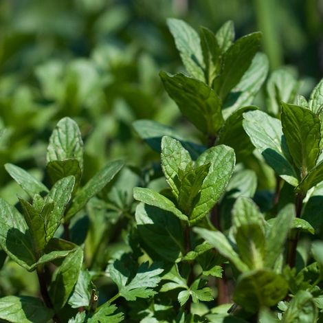 4 x Menthe poivrée - Mentha piperita  - godet 9x9 cm (1/4)