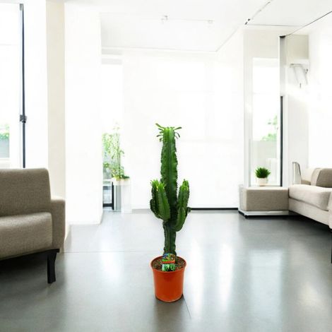 Gardenaria Euphorbia ingens - Pianta da interno ornamentale - Altezza: 80 cm (vaso 17)