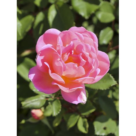 Rosier à massif 'Pink Chantilly' Pot de 4L/5L (1/2)
