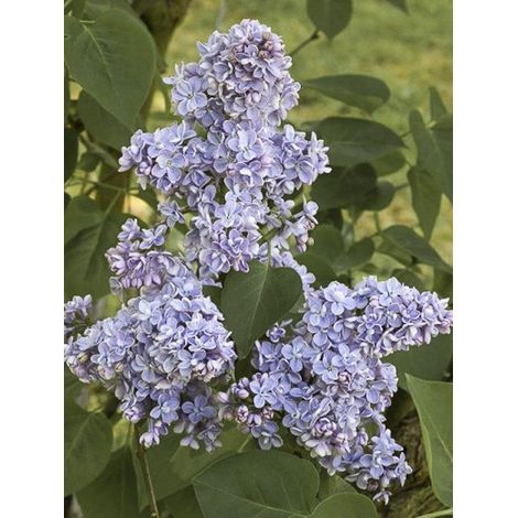 Lilas commun 'Capitaine Baltet' Pot de 4L/5L (1/2)