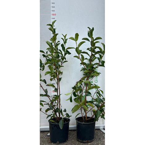 PIANTA DI VIBURNO LUCIDO  VASO 24 CM altezza 130 cm siepe (foto reale)