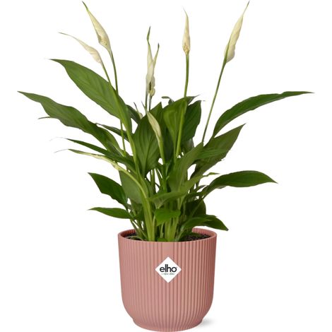 Spathiphyllum Lys de la Paix Plante d'Intérieur Dépolluante avec Pot 14 cm Rose - PANGIVO (1/5)