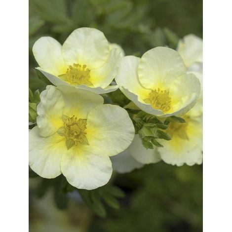 Potentille arbustive 'Limelight' Pot de 3L/4L (1/3)