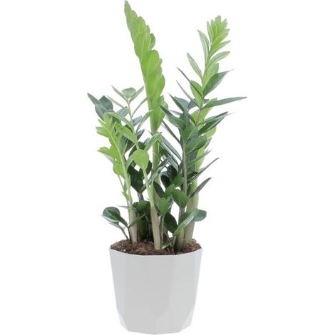 Zamioculcas Zamiifolia con Eco-Vaso Grigio - H 50-60 cm Vaso da Coltura Ø 17 cm (1/4)