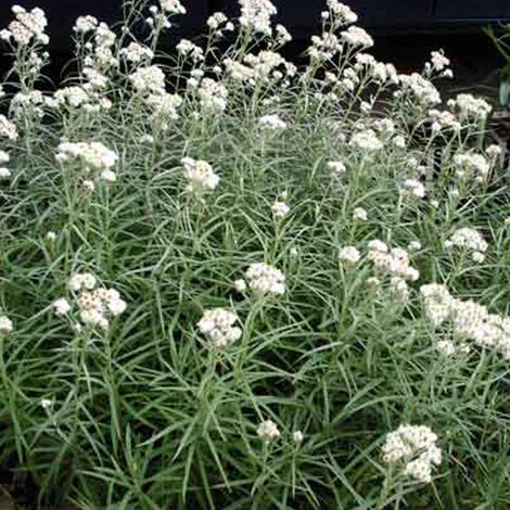 4 x Immortelle de l'Himalaya - Anaphalis triplinervis  - godet