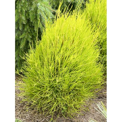 Thuya de Chine 'Franky Boy' Pot de 2L/3L (1/2)