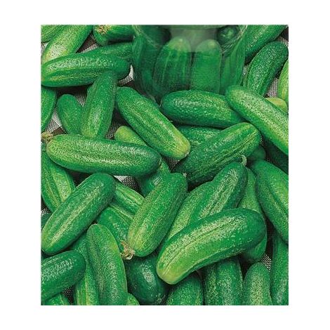 CORNICHON HOKUS - 2 G