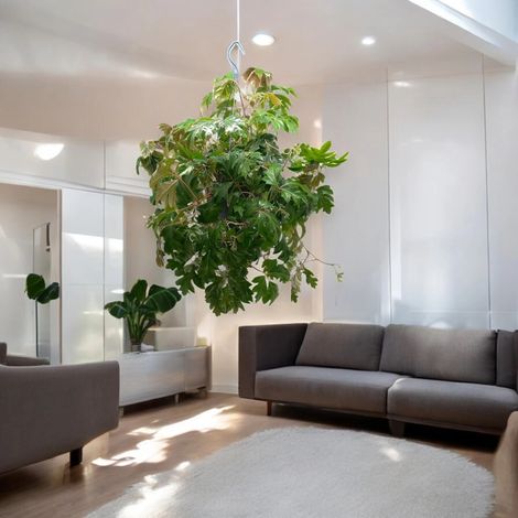 Gardenaria Cissus rhombifolia 'Ellen Danica' - Pianta da interno ornamentale - Altezza: 45 cm (vaso 19) (1/5)
