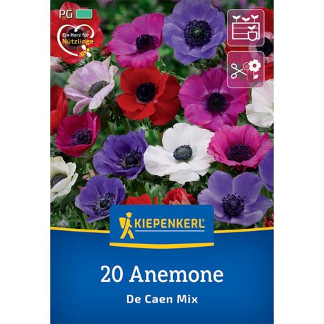Kiepenkerl Herbstblumenzwiebel Kronen-Anemonen De Caen Mischung 20 Pflanzen (1/2)
