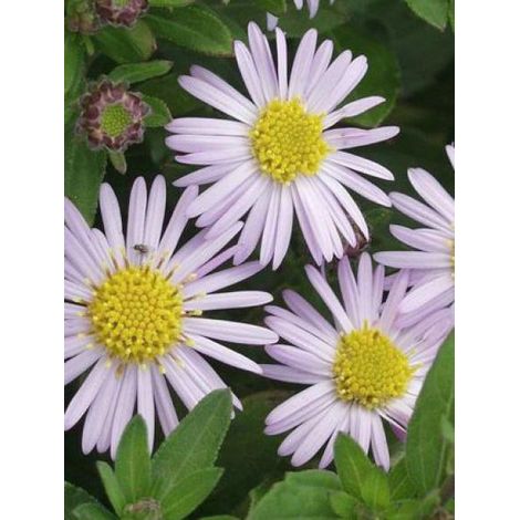 Aster 'Asmoe' Godet de 8/9 cm (1/3)