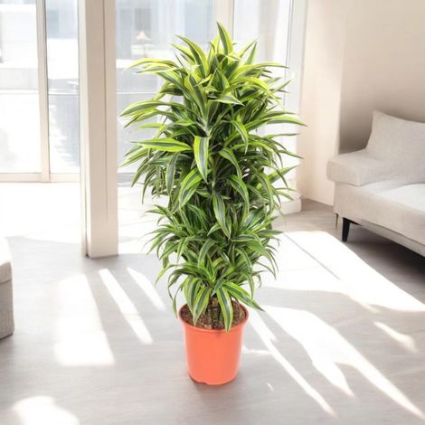 Gardenaria Dracaena fragrans 'Lemon Lime' - Pianta da interno ornamentale - Altezza: 130/140 cm (vaso 22) (1/5)