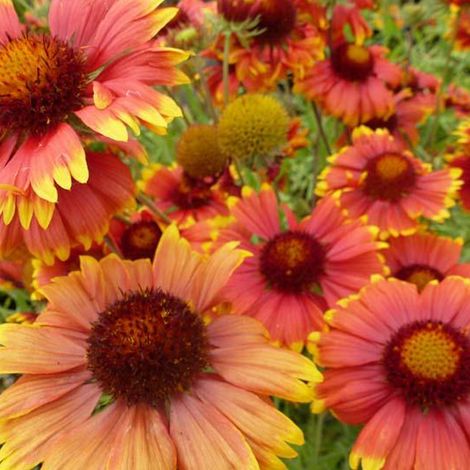 4 x Gaillarde vivace  - Gaillardia 'Tokayer'  - godet 9x9 cm